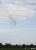 OSTSEEFLUG_USEDOM_2026_c_LOTTE_WEBER-17.jpg